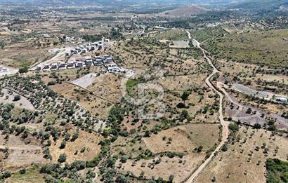 Bodrum Mumcular Satılık Zeytinlik