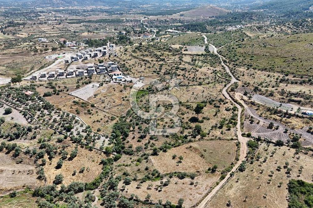 Bodrum Mumcular Satılık Zeytinlik