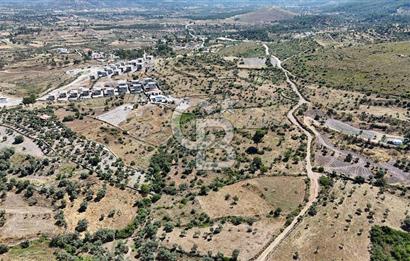 Bodrum Mumcular Satılık Zeytinlik