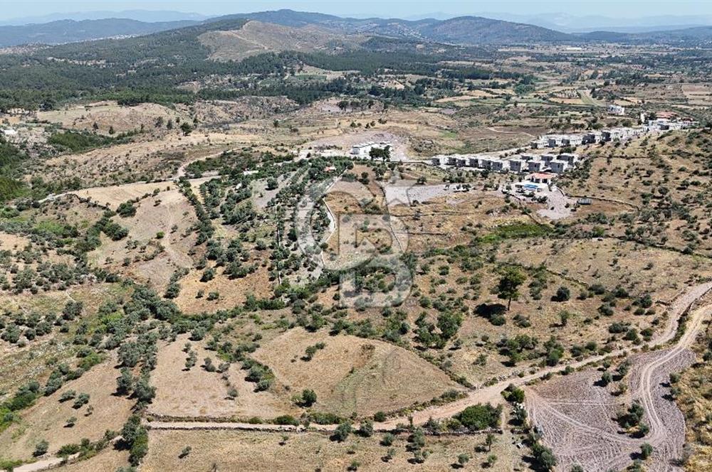 Bodrum Mumcular Satılık Zeytinlik