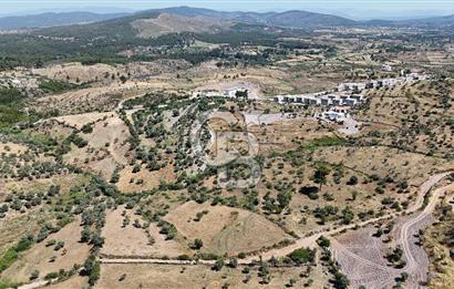 Bodrum Mumcular Satılık Zeytinlik