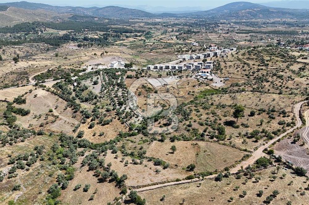 Bodrum Mumcular Satılık Zeytinlik