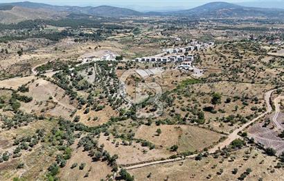 Bodrum Mumcular Satılık Zeytinlik