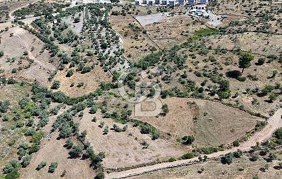Bodrum Mumcular Satılık Zeytinlik