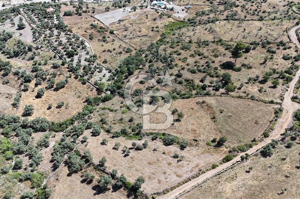 Bodrum Mumcular Satılık Zeytinlik