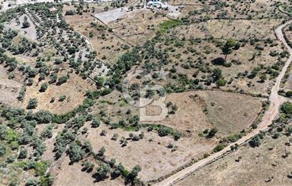 Bodrum Mumcular Satılık Zeytinlik