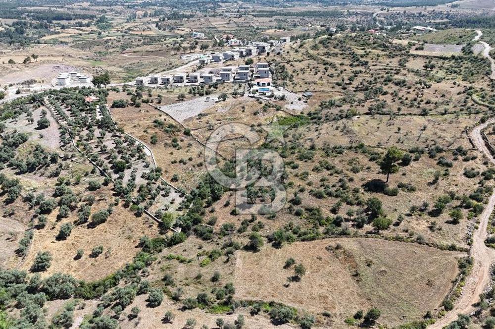 Bodrum Mumcular Satılık Zeytinlik