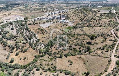 Bodrum Mumcular Satılık Zeytinlik