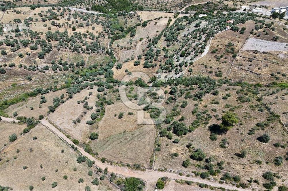 Bodrum Mumcular Satılık Zeytinlik