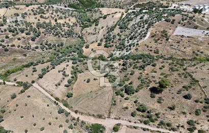Bodrum Mumcular Satılık Zeytinlik
