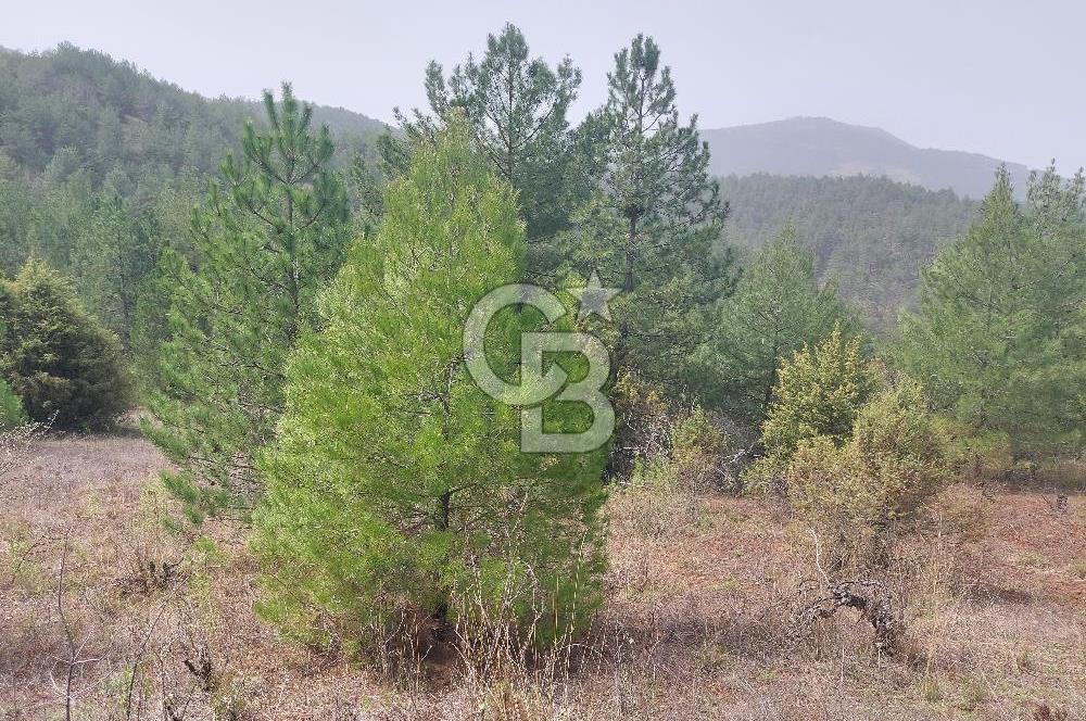 Taraklı Hacıaliler Köyünde Satılık 3346 M2 Tarla