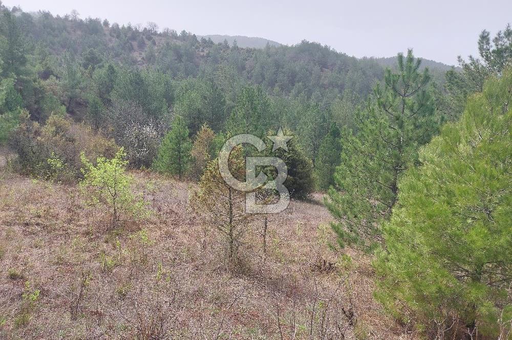 Taraklı Hacıaliler Köyünde Satılık 3346 M2 Tarla