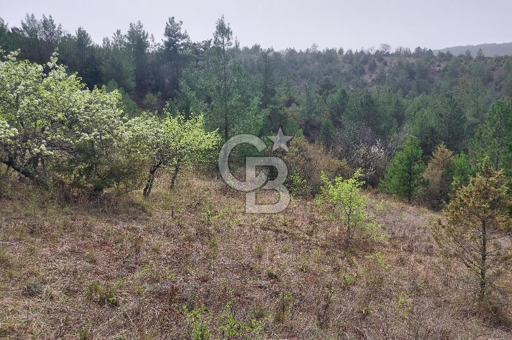 Taraklı Hacıaliler Köyünde Satılık 3346 M2 Tarla