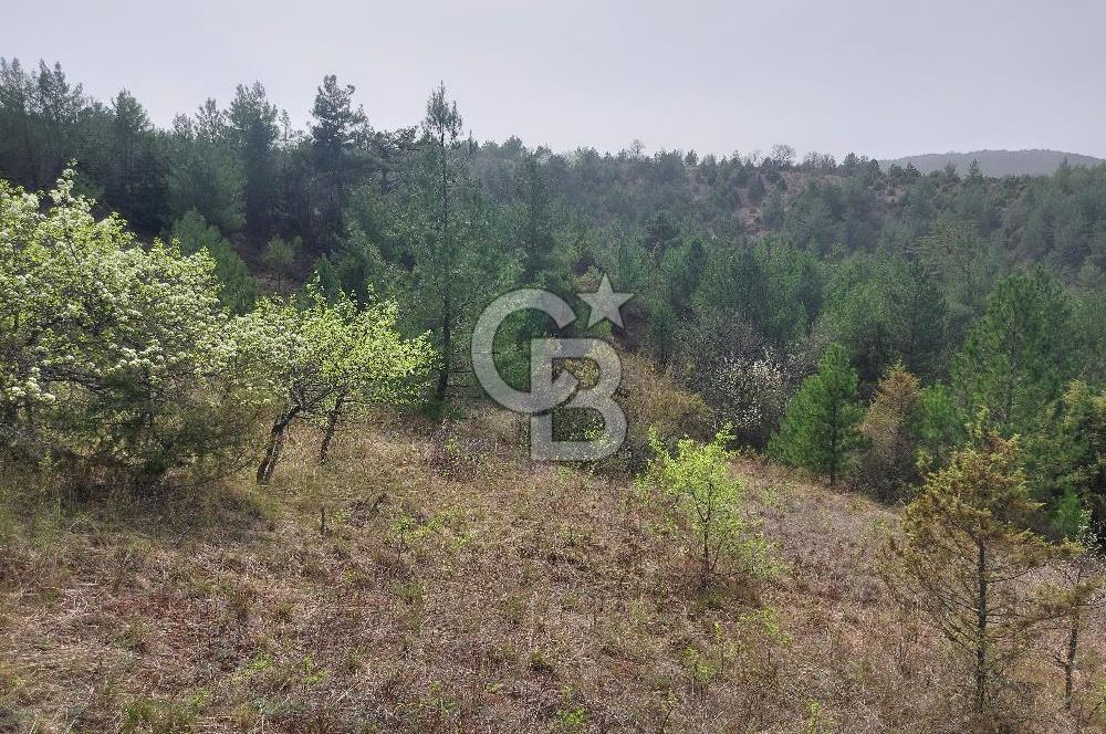 Taraklı Hacıaliler Köyünde Satılık 3346 M2 Tarla