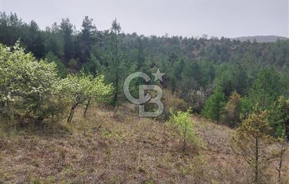 Taraklı Hacıaliler Köyünde Satılık 3346 M2 Tarla