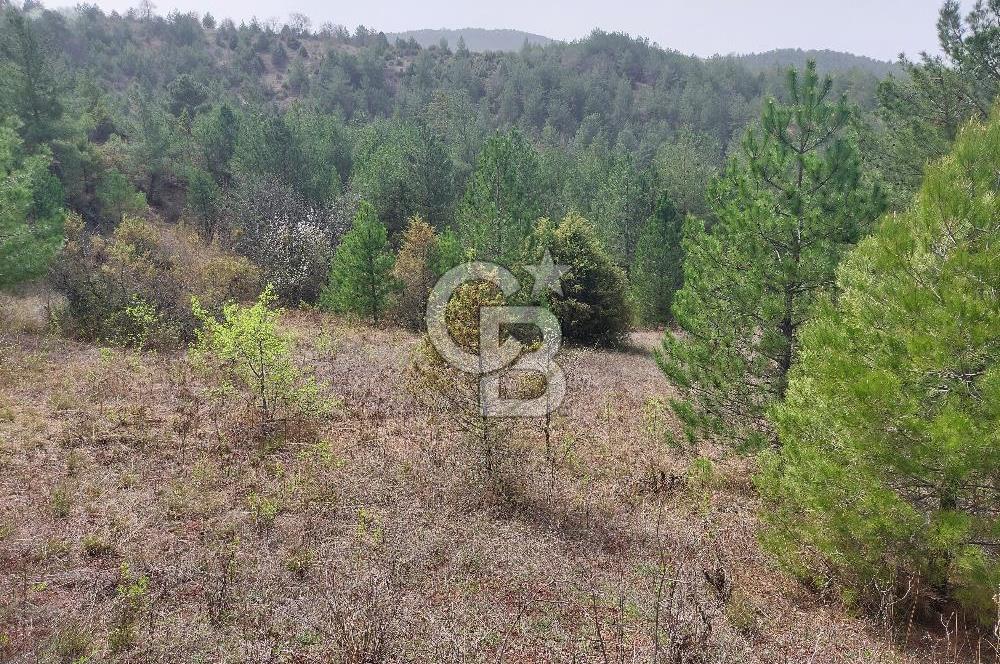 Taraklı Hacıaliler Köyünde Satılık 3346 M2 Tarla