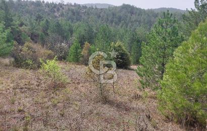 Taraklı Hacıaliler Köyünde Satılık 3346 M2 Tarla