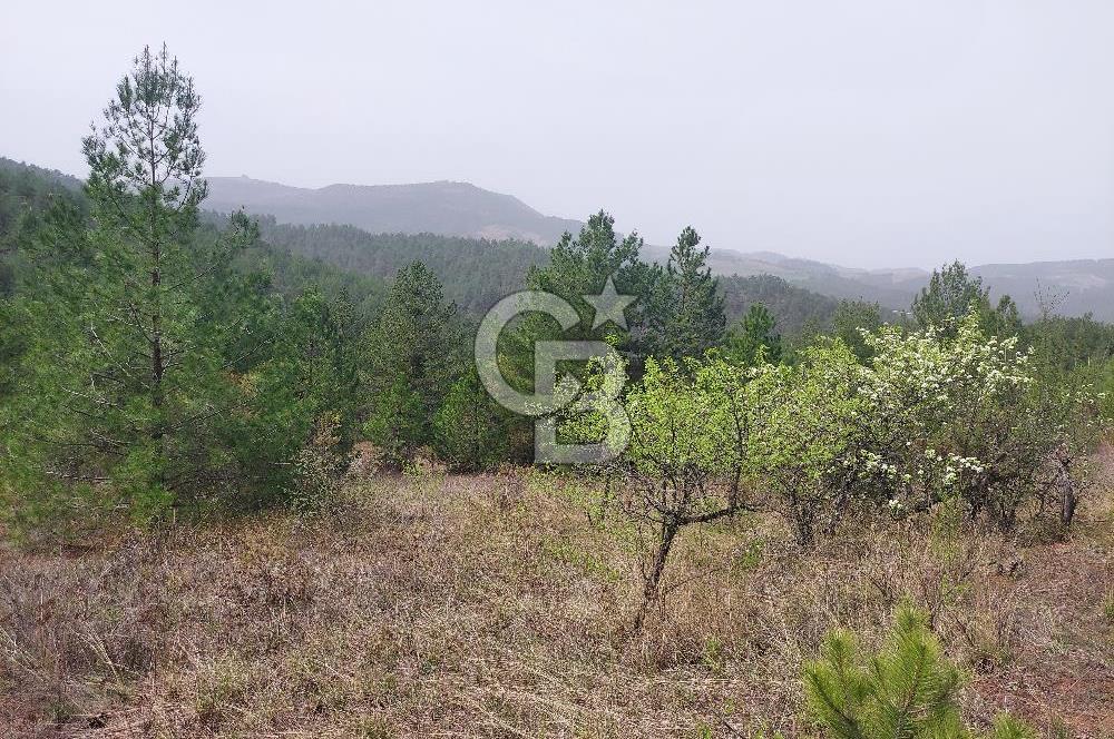 Taraklı Hacıaliler Köyünde Satılık 3346 M2 Tarla