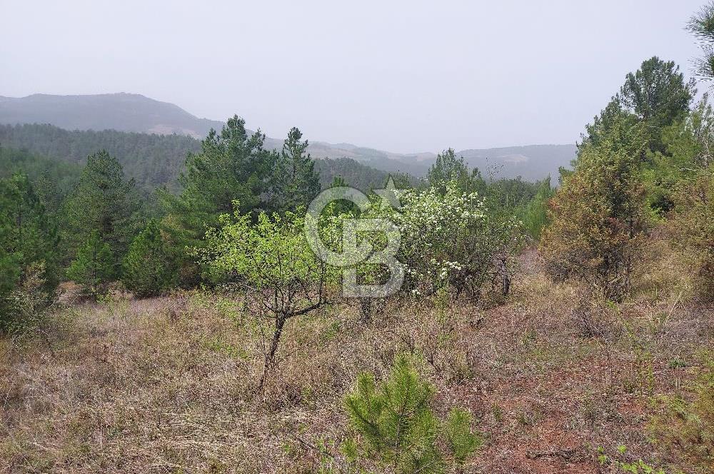 Taraklı Hacıaliler Köyünde Satılık 3346 M2 Tarla