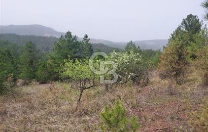 Taraklı Hacıaliler Köyünde Satılık 3346 M2 Tarla
