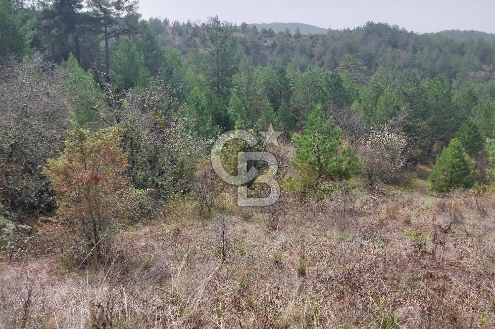 Taraklı Hacıaliler Köyünde Satılık 3346 M2 Tarla