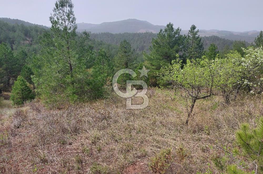 Taraklı Hacıaliler Köyünde Satılık 3346 M2 Tarla