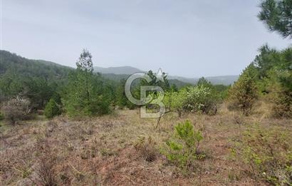Taraklı Hacıaliler Köyünde Satılık 3346 M2 Tarla