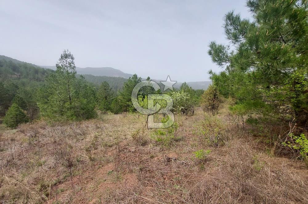 Taraklı Hacıaliler Köyünde Satılık 3346 M2 Tarla