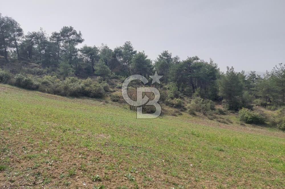 Bolu/Göynük/Ekincilerde Köy Girişinde Satılık 2593 M2 Tarla