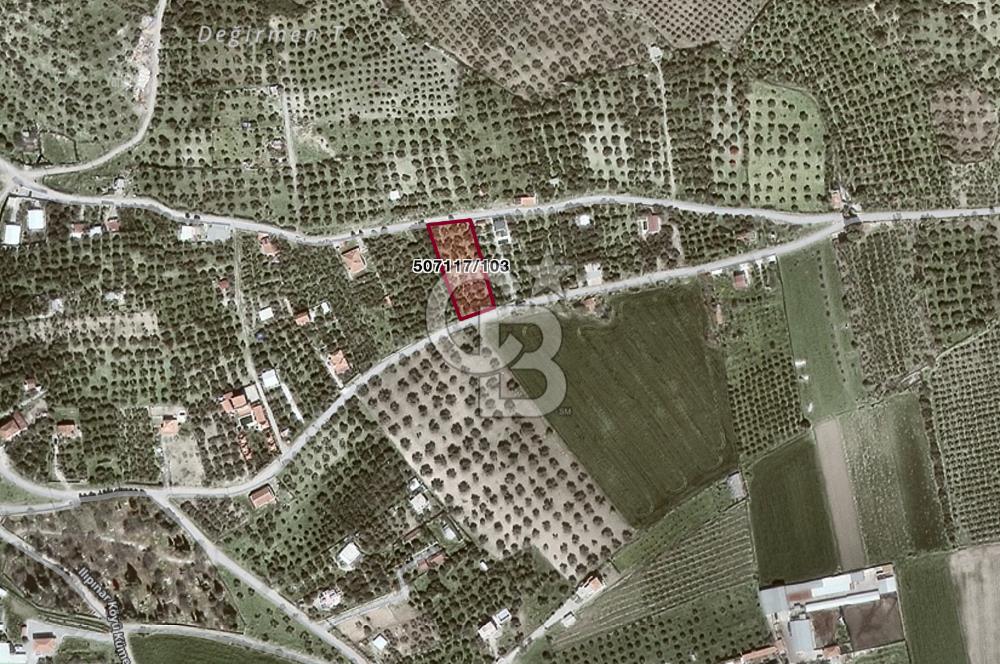Foça Ilıpınar'da Köy Merkezine 700mt Mesafede Satılık Zeytinlik