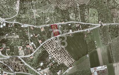 Foça Ilıpınar'da Köy Merkezine 700mt Mesafede Satılık Zeytinlik