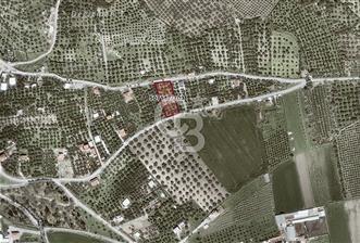 Foça Ilıpınar'da Köy Merkezine 700mt Mesafede Satılık Zeytinlik