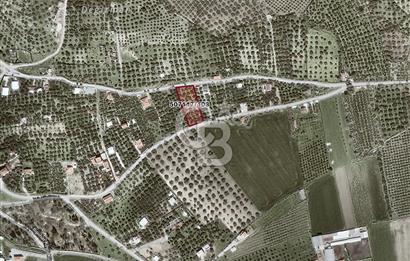 Foça Ilıpınar'da Köy Merkezine 700mt Mesafede Satılık Zeytinlik