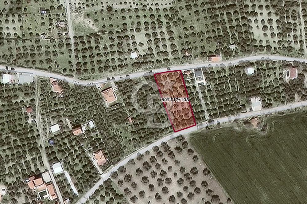 Foça Ilıpınar'da Köy Merkezine 700mt Mesafede Satılık Zeytinlik