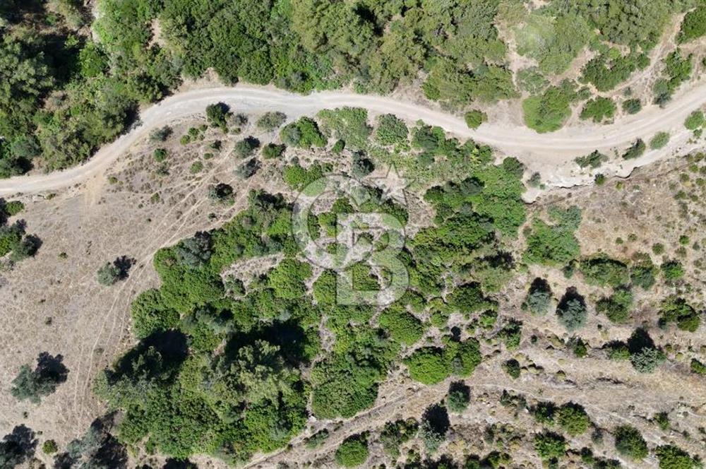 SEFERİHİSAR ORHANLI’DA YOLA CEPHELİ 2.726 m² ZEYTİN AĞAÇLI TARLA