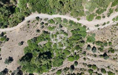 SEFERİHİSAR ORHANLI’DA YOLA CEPHELİ 2.726 m² ZEYTİN AĞAÇLI TARLA