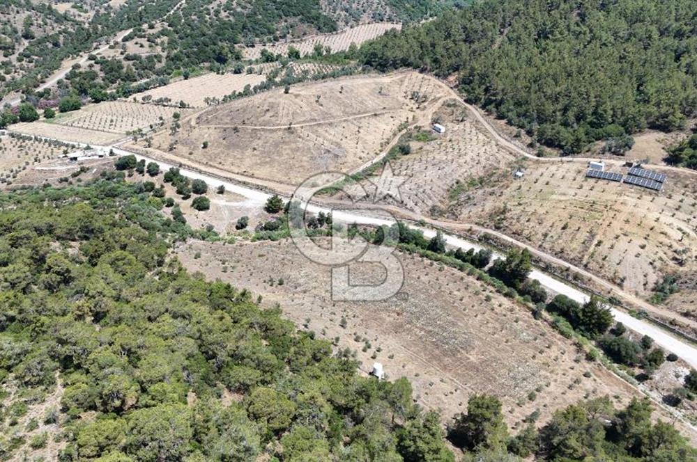 SEFERİHİSAR ORHANLI’DA YOLA CEPHELİ 2.726 m² ZEYTİN AĞAÇLI TARLA