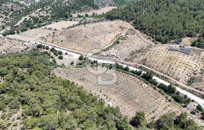 SEFERİHİSAR ORHANLI’DA YOLA CEPHELİ 2.726 m² ZEYTİN AĞAÇLI TARLA