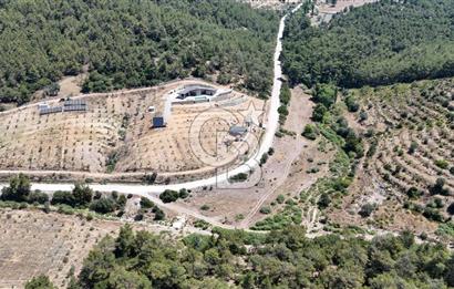 SEFERİHİSAR ORHANLI’DA YOLA CEPHELİ 2.726 m² ZEYTİN AĞAÇLI TARLA