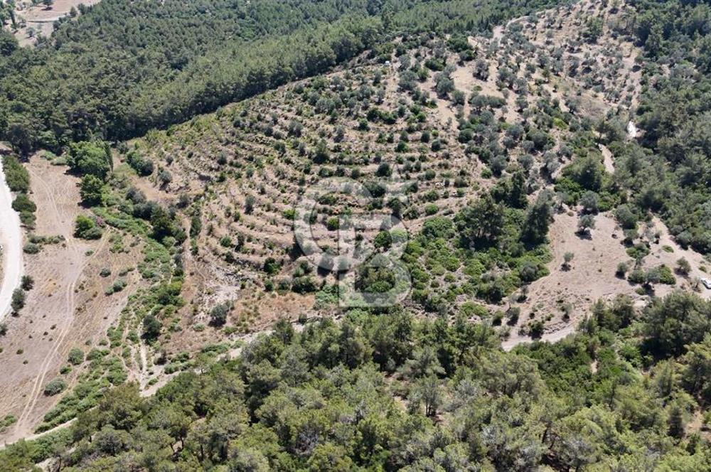 SEFERİHİSAR ORHANLI’DA YOLA CEPHELİ 2.726 m² ZEYTİN AĞAÇLI TARLA