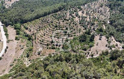 SEFERİHİSAR ORHANLI’DA YOLA CEPHELİ 2.726 m² ZEYTİN AĞAÇLI TARLA