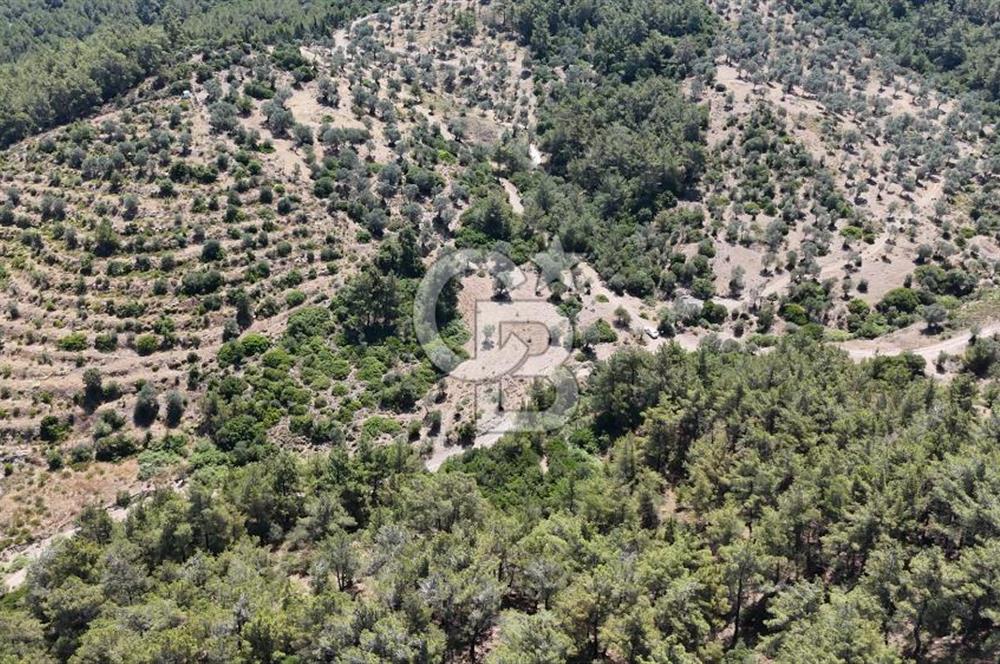 SEFERİHİSAR ORHANLI’DA YOLA CEPHELİ 2.726 m² ZEYTİN AĞAÇLI TARLA