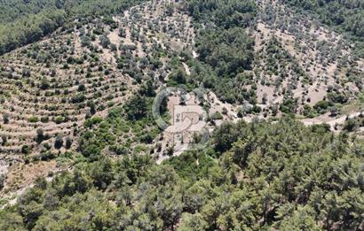 SEFERİHİSAR ORHANLI’DA YOLA CEPHELİ 2.726 m² ZEYTİN AĞAÇLI TARLA
