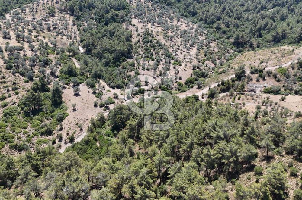 SEFERİHİSAR ORHANLI’DA YOLA CEPHELİ 2.726 m² ZEYTİN AĞAÇLI TARLA