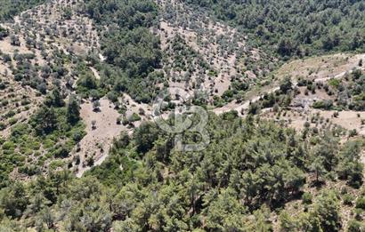 SEFERİHİSAR ORHANLI’DA YOLA CEPHELİ 2.726 m² ZEYTİN AĞAÇLI TARLA