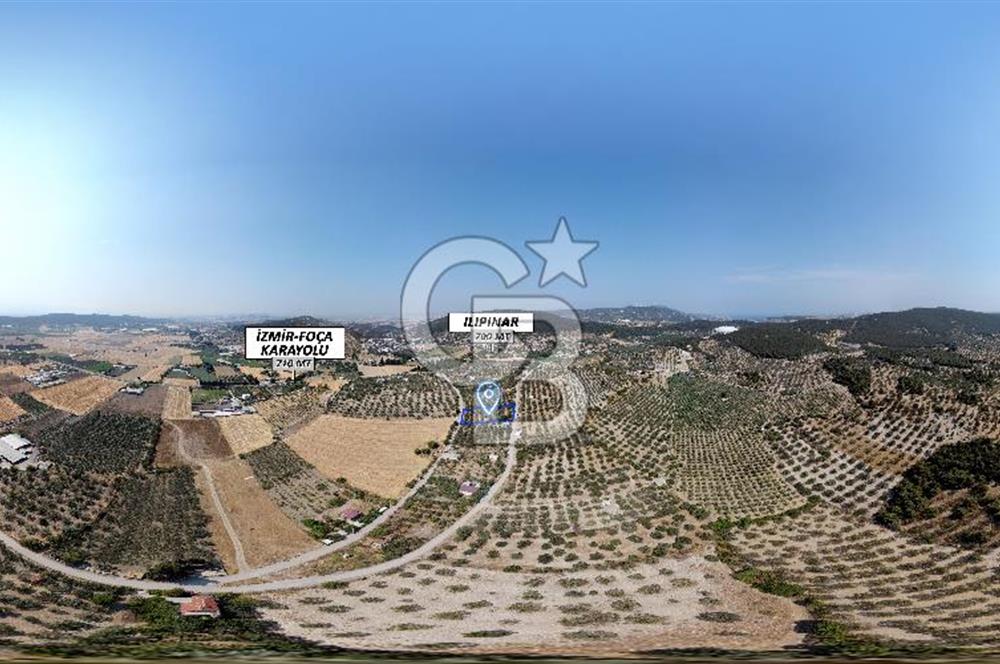 Foça Ilıpınar'da Köy Merkezine 700mt Mesafede Satılık Zeytinlik