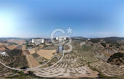 Foça Ilıpınar'da Köy Merkezine 700mt Mesafede Satılık Zeytinlik