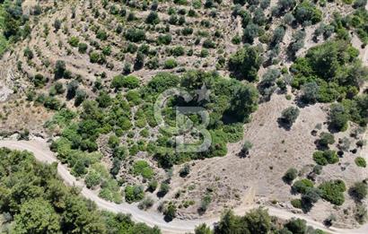 SEFERİHİSAR ORHANLI’DA YOLA CEPHELİ 2.726 m² ZEYTİN AĞAÇLI TARLA