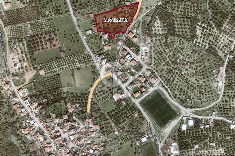 Foça Ilıpınar'da Köy Merkezi Yakınında Satılık Fırsat Zeytinlik