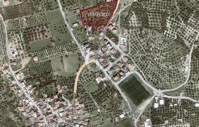 Foça Ilıpınar'da Köy Merkezi Yakınında Satılık Fırsat Zeytinlik